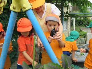 野菜収穫①