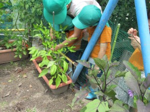 野菜収穫③