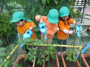 野菜水やり③