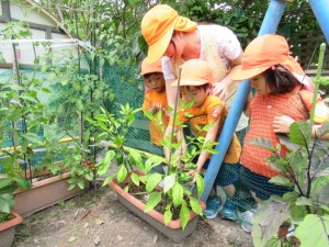 野菜収穫②