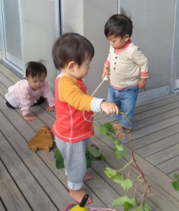 そらまめ　デッキ芋のつる