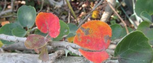 ゆなの木の葉　紅葉