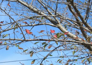 桜の葉の紅葉