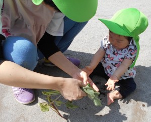 芋の葉頂戴・そ