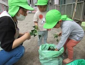 植え付け　さ　1