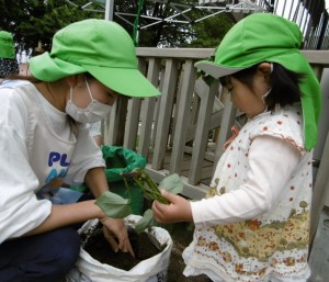 植え付け　つ　4