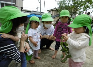 芋の苗　そ