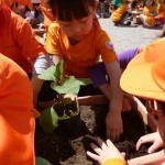 野菜苗植え①