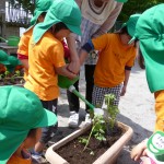 野菜苗植え③