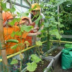 野菜収穫③